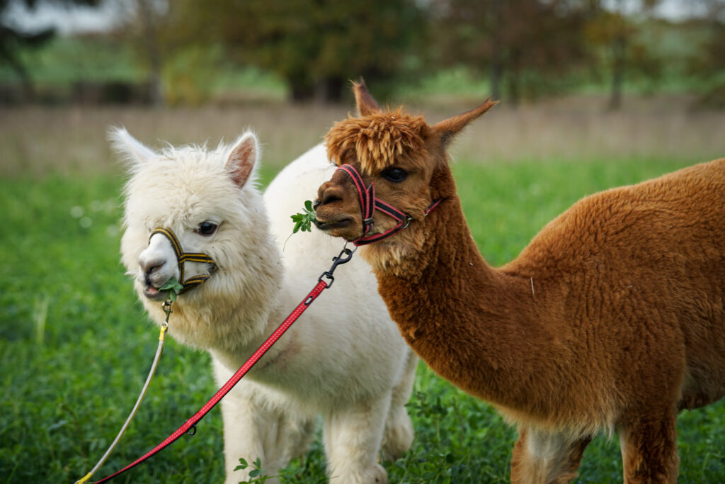 Titelbild Tom’s Farm Alpakas